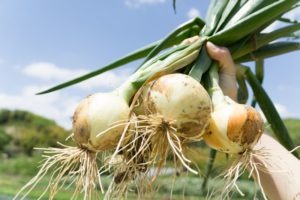 links onions