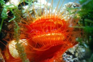 dark markets luxembourg