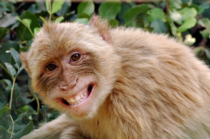 monkey xtc pill