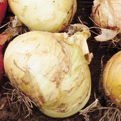 live onion